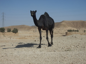 ヒトコブラクダ サウジアラビヤ、リヤド郊外 ヒトコブラクダ サウジアラビヤ、リヤド郊外
