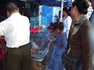 瀋陽・市場の猫２